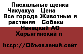 Пасхальные щенки Чихуахуа › Цена ­ 400 - Все города Животные и растения » Собаки   . Ненецкий АО,Харьягинский п.